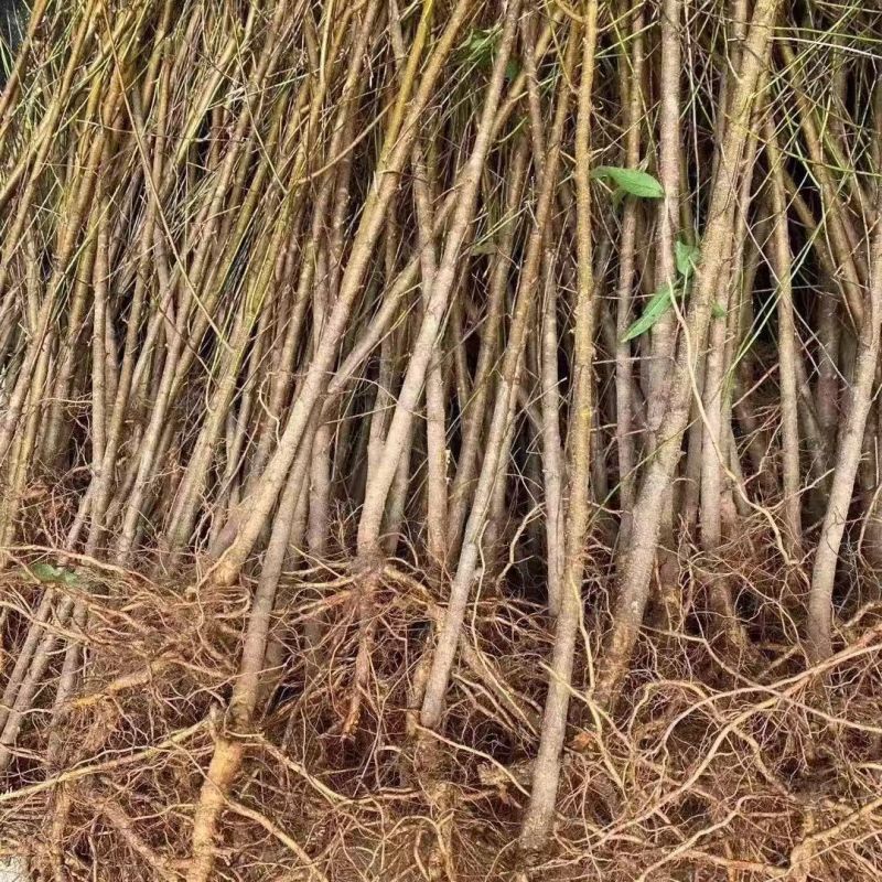 毛桃树苗桃树砧木包技术包活保品种，死苗包赔现挖现发基地