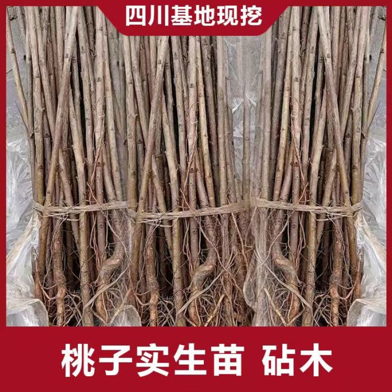 毛桃树苗桃树砧木包技术包活保品种，死苗包赔现挖现发基地