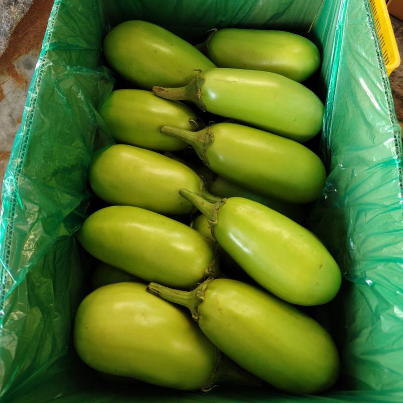 大棚无籽精品青茄子