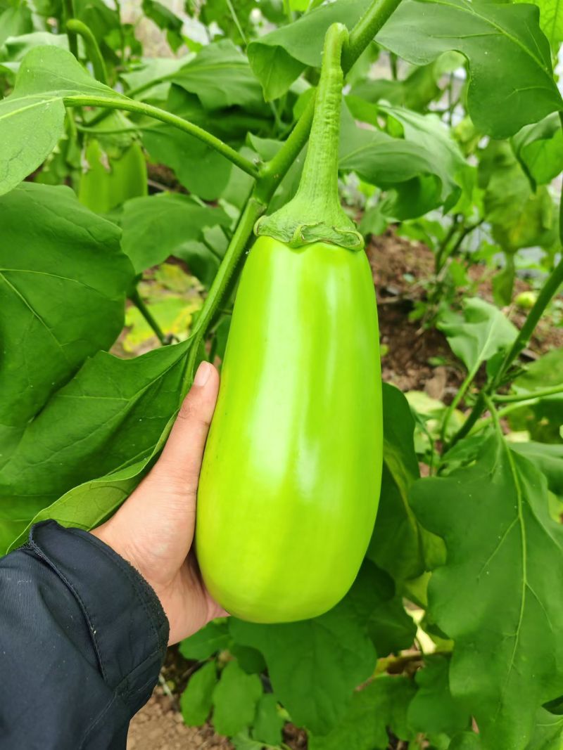 大棚无籽精品青茄子