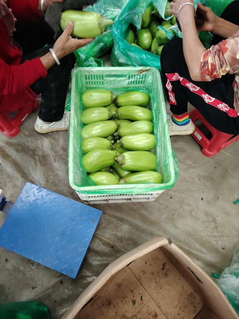 大棚无籽精品青茄子