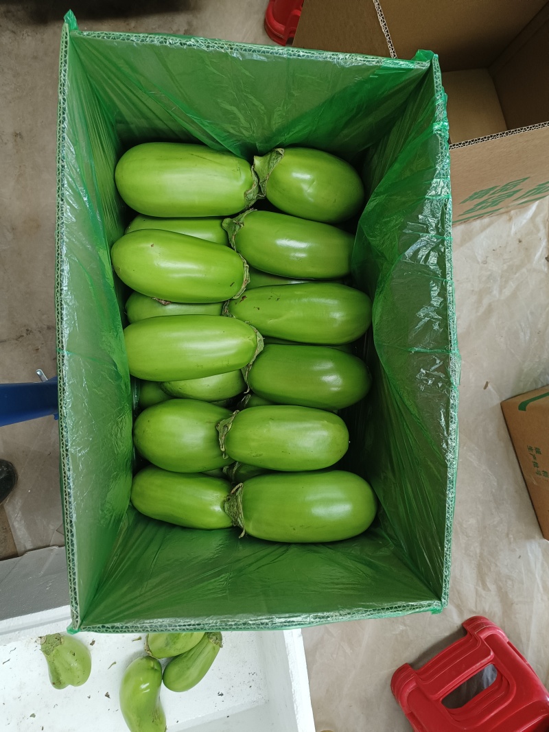 大棚无籽精品青茄子