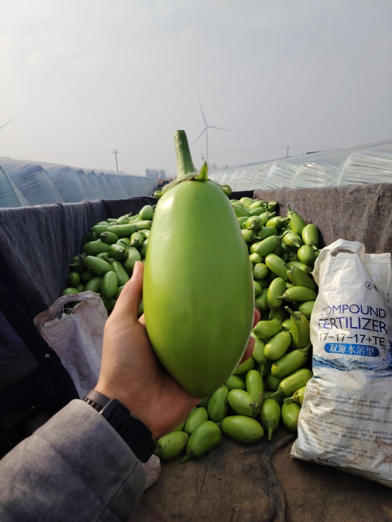 大棚无籽精品青茄子