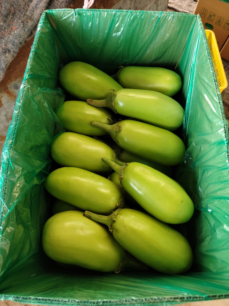 大棚无籽精品青茄子