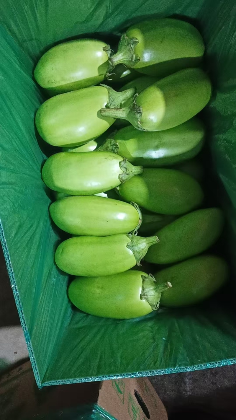 大棚无籽精品青茄子