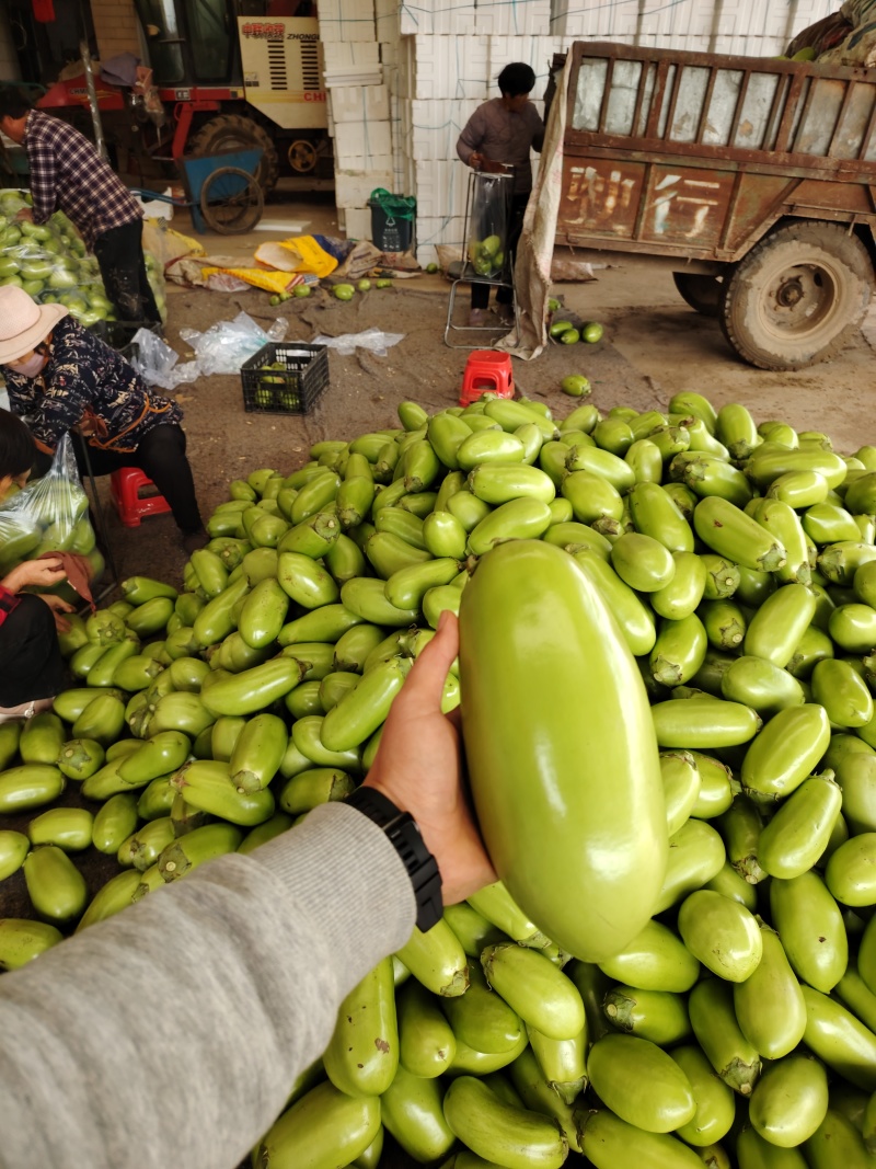 大棚无籽精品青茄子