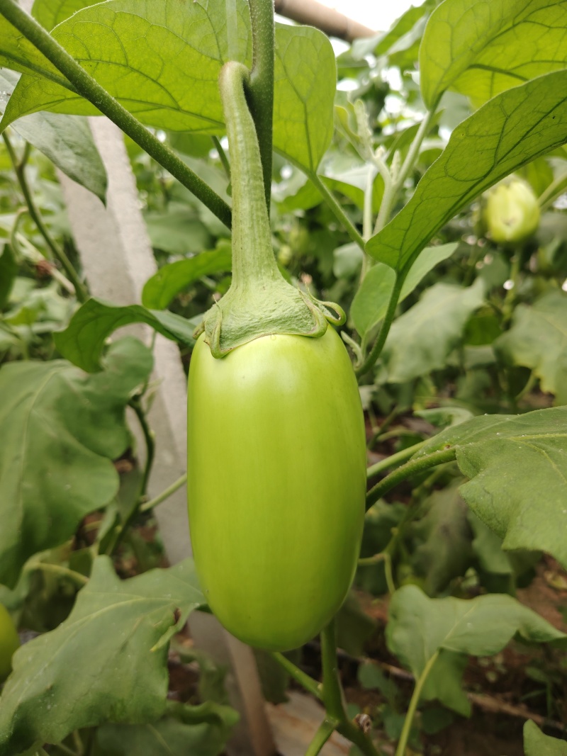 大棚无籽精品青茄子