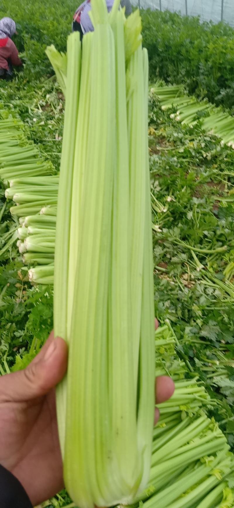 西芹大量上市了