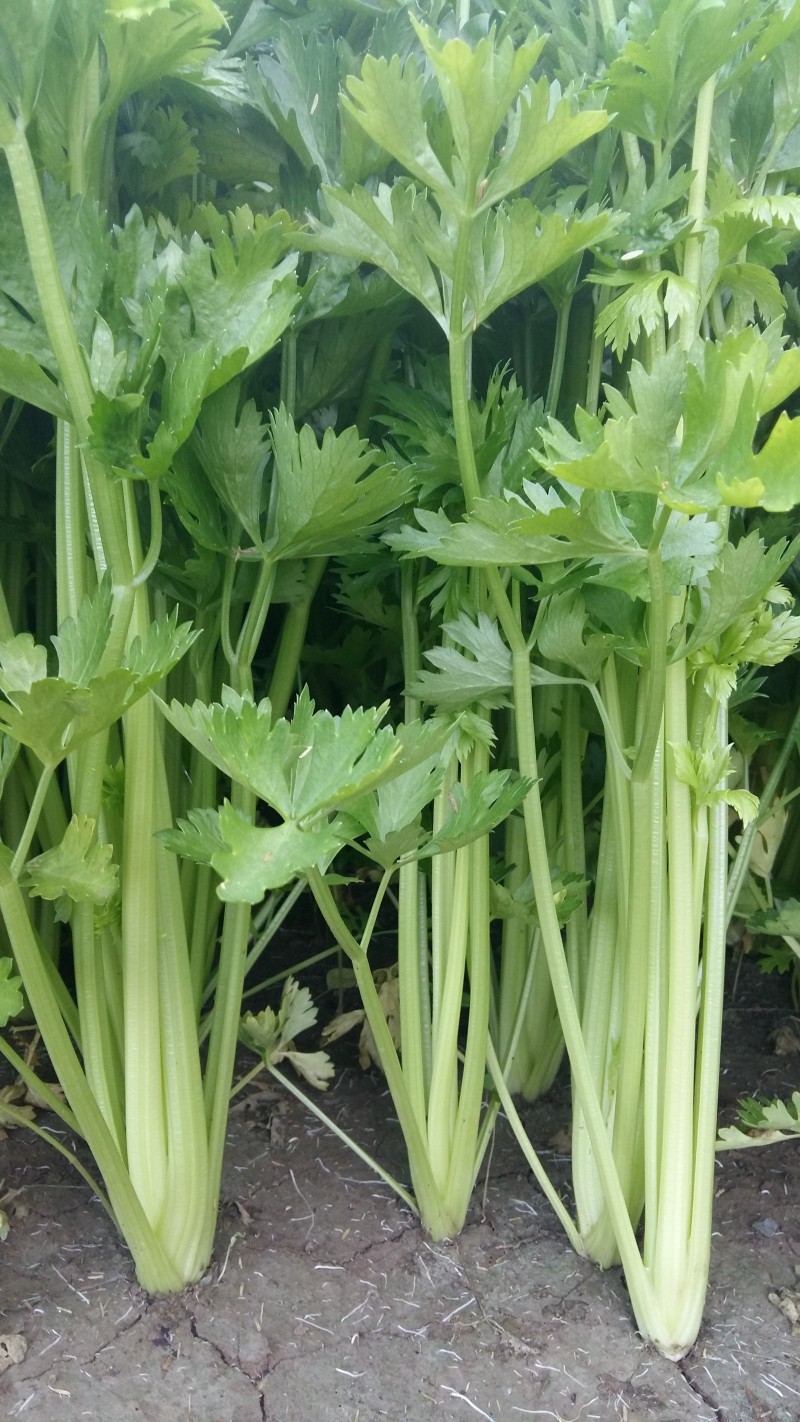 西芹大量上市了
