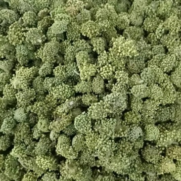 三七花