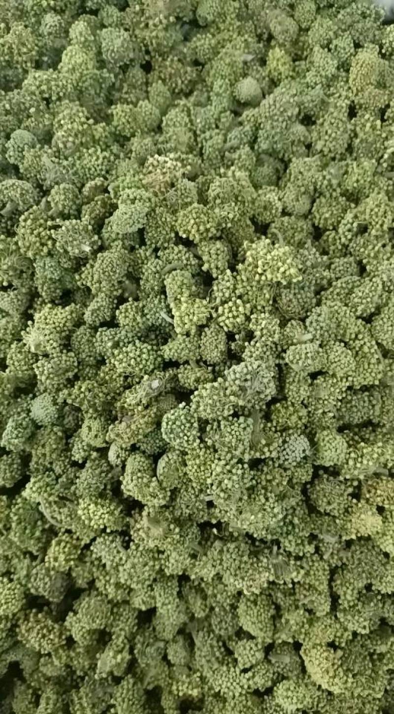三七花