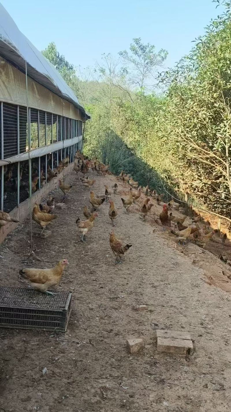 精选活禽