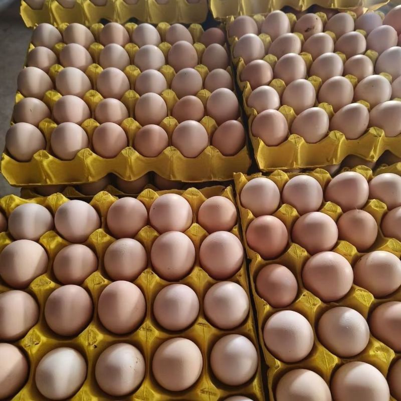 鸡蛋粉壳鸡蛋红壳鸡蛋白壳鸡蛋大码蛋现捡现发新鲜鸡蛋