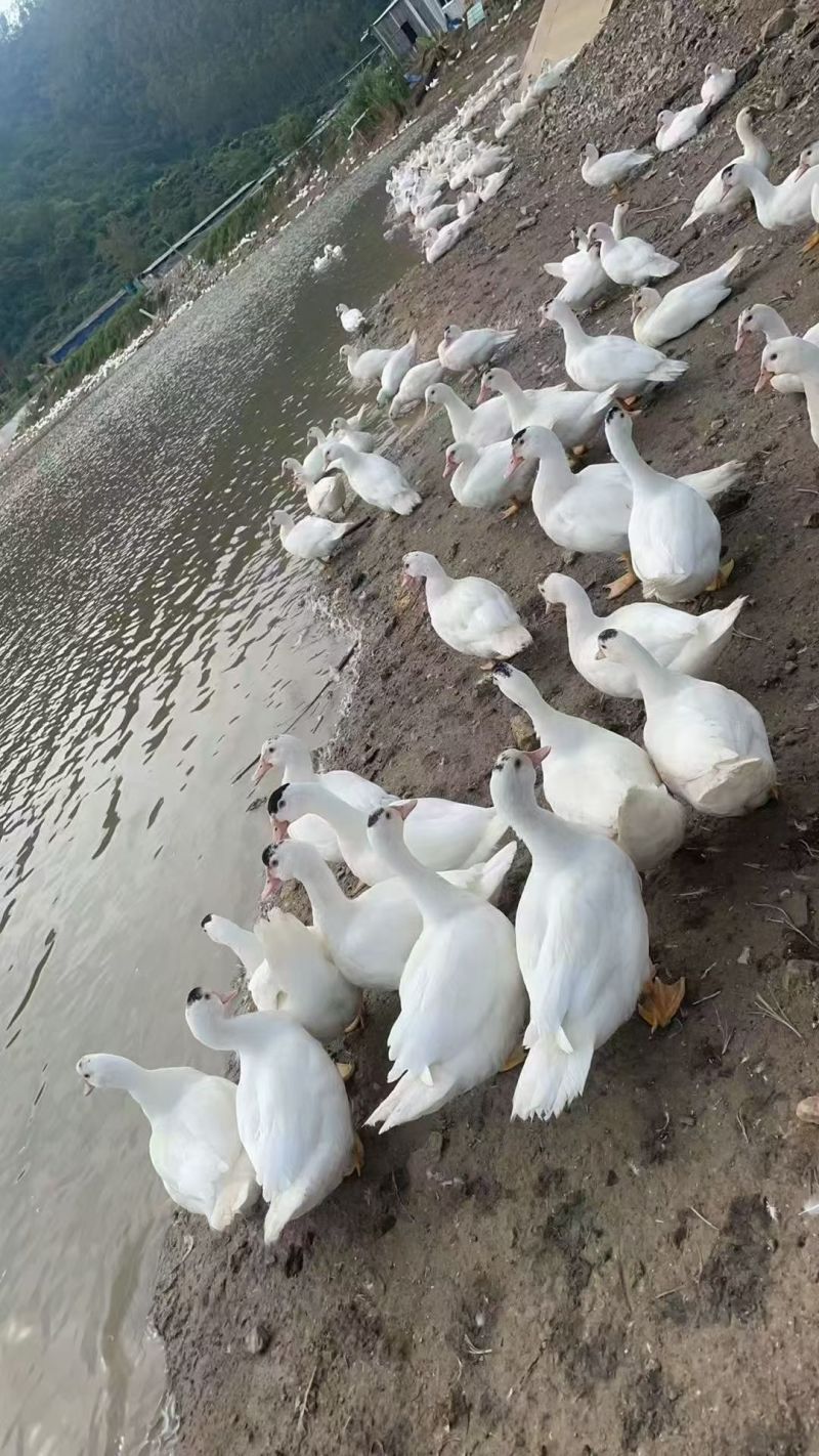 番鸭营养丰富长期供应
