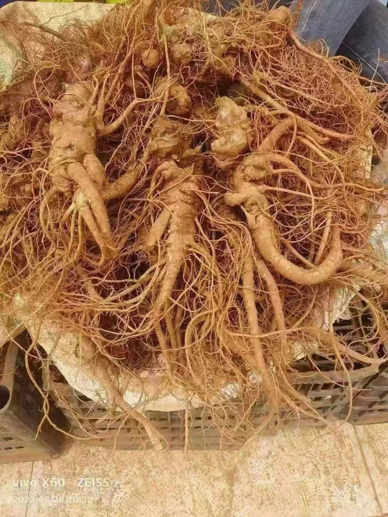 鲜货文山三七实物拍摄泡酒料的优质材料有需要老板心动就行动