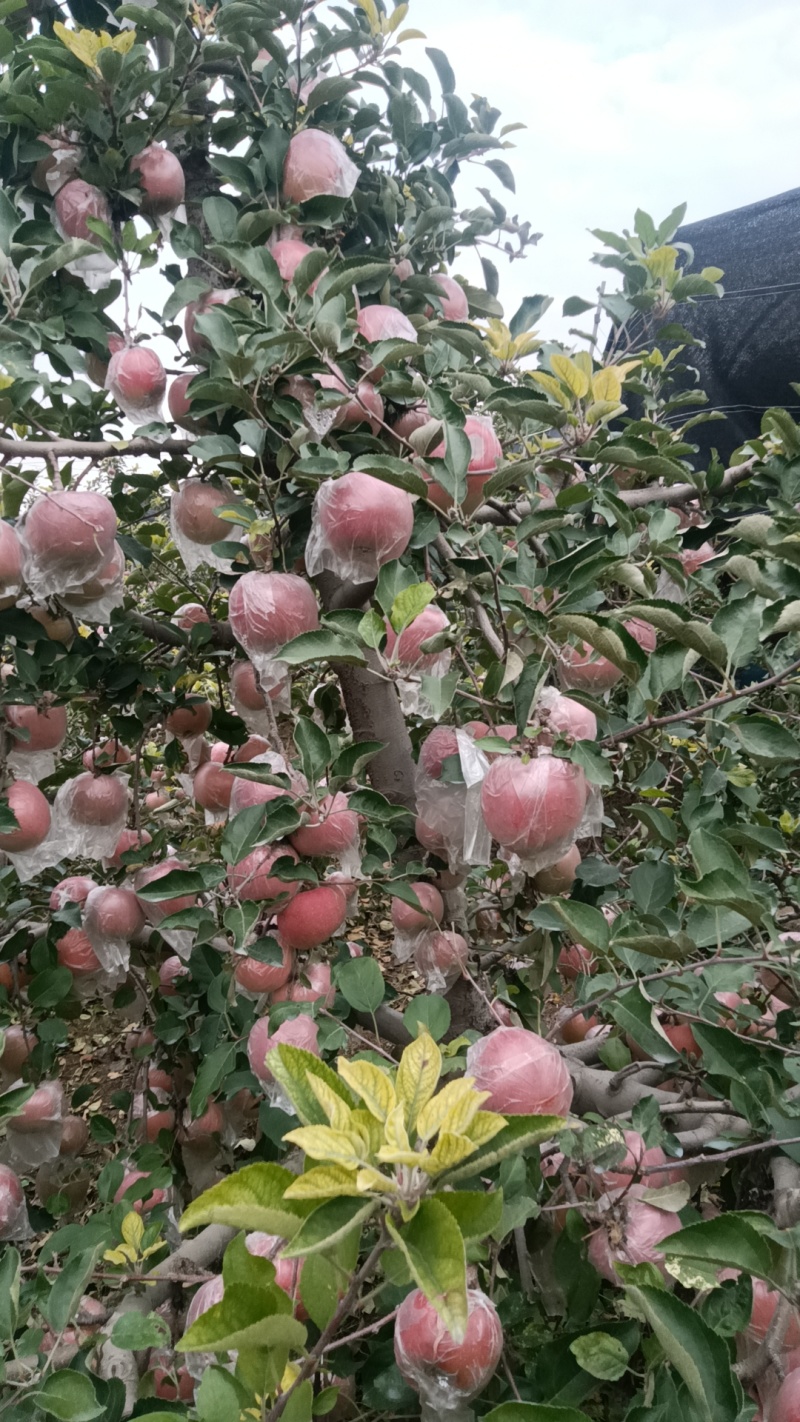 河南省郑州市冰糖心富士苹果大量现货需要联系
