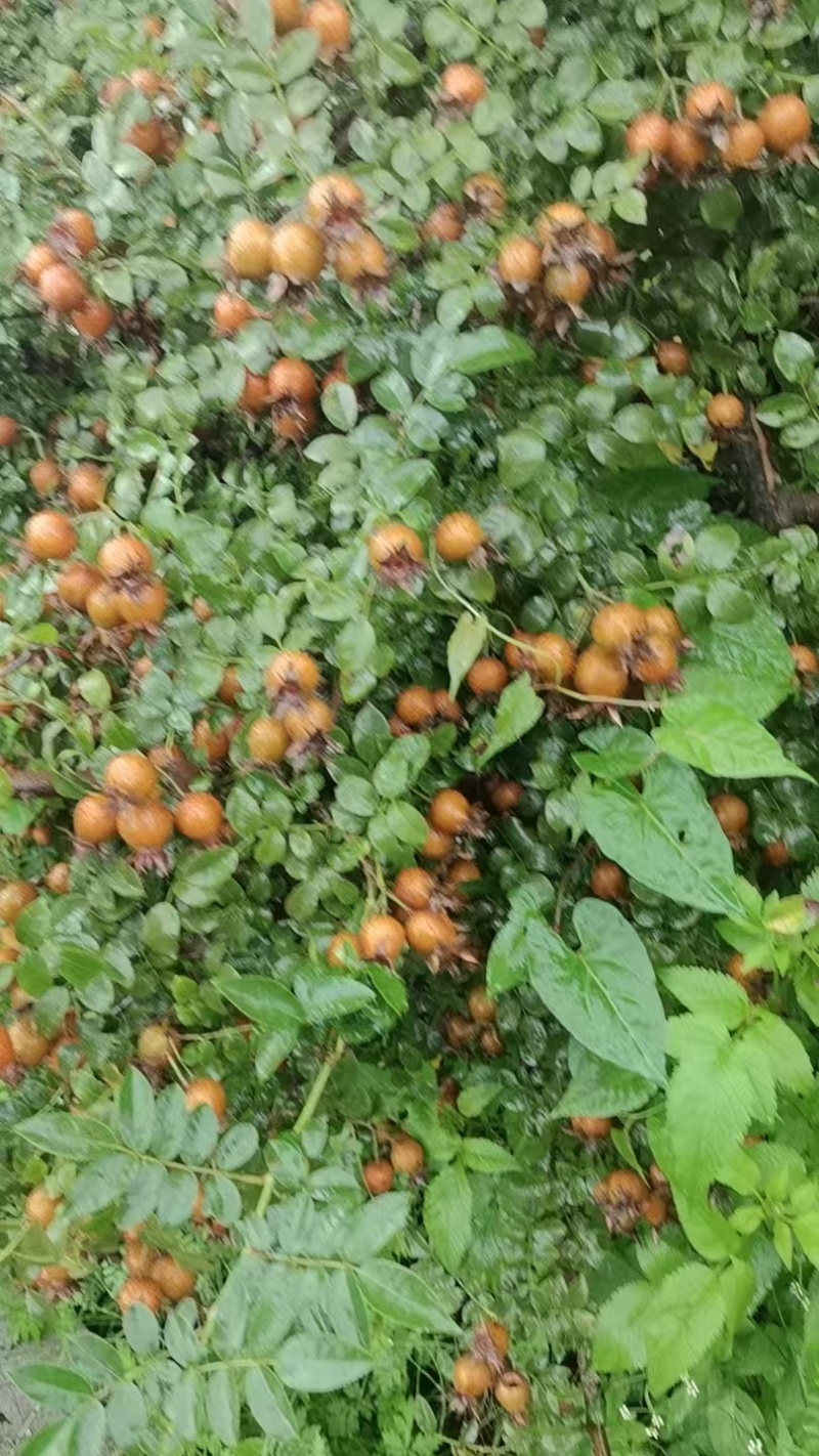 贵州高山露天无籽金刺梨