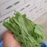 贵州高山露天种植豌豆苗，崭新上市大量供货诚信经营质量保证