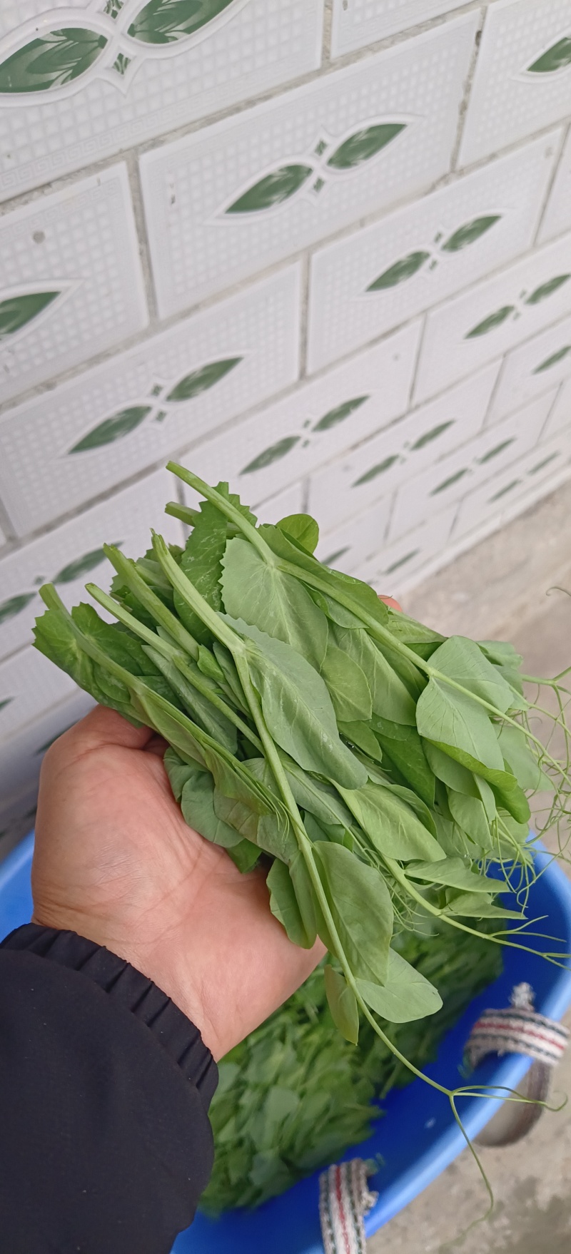 贵州高山露天种植豌豆苗，崭新上市大量供货诚信经营质量保证