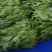 贵州高山露天种植豌豆苗，崭新上市大量供货诚信经营质量保证