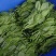 贵州高山露天种植豌豆苗，崭新上市大量供货诚信经营质量保证