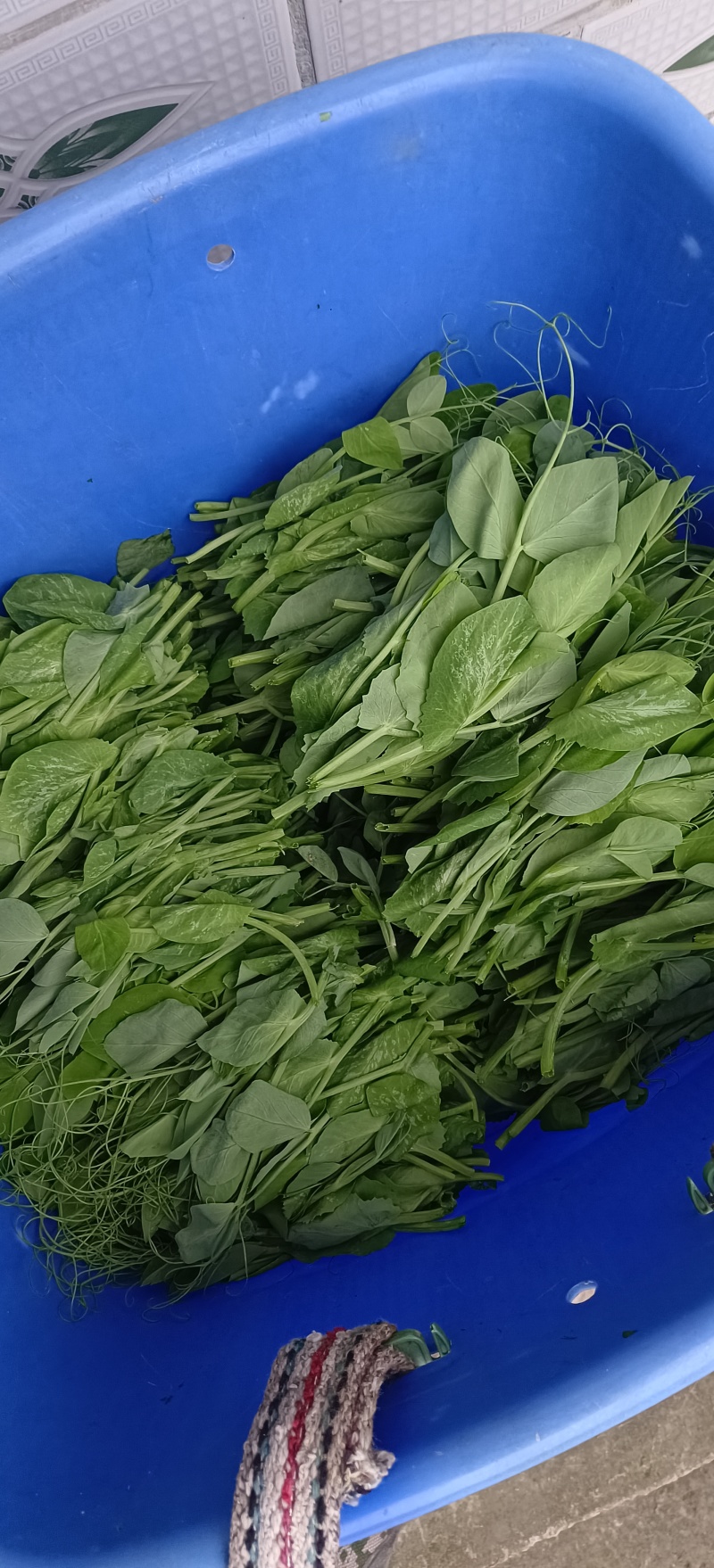 贵州高山露天种植豌豆苗，崭新上市大量供货诚信经营质量保证