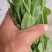 贵州高山露天种植豌豆苗，崭新上市大量供货诚信经营质量保证