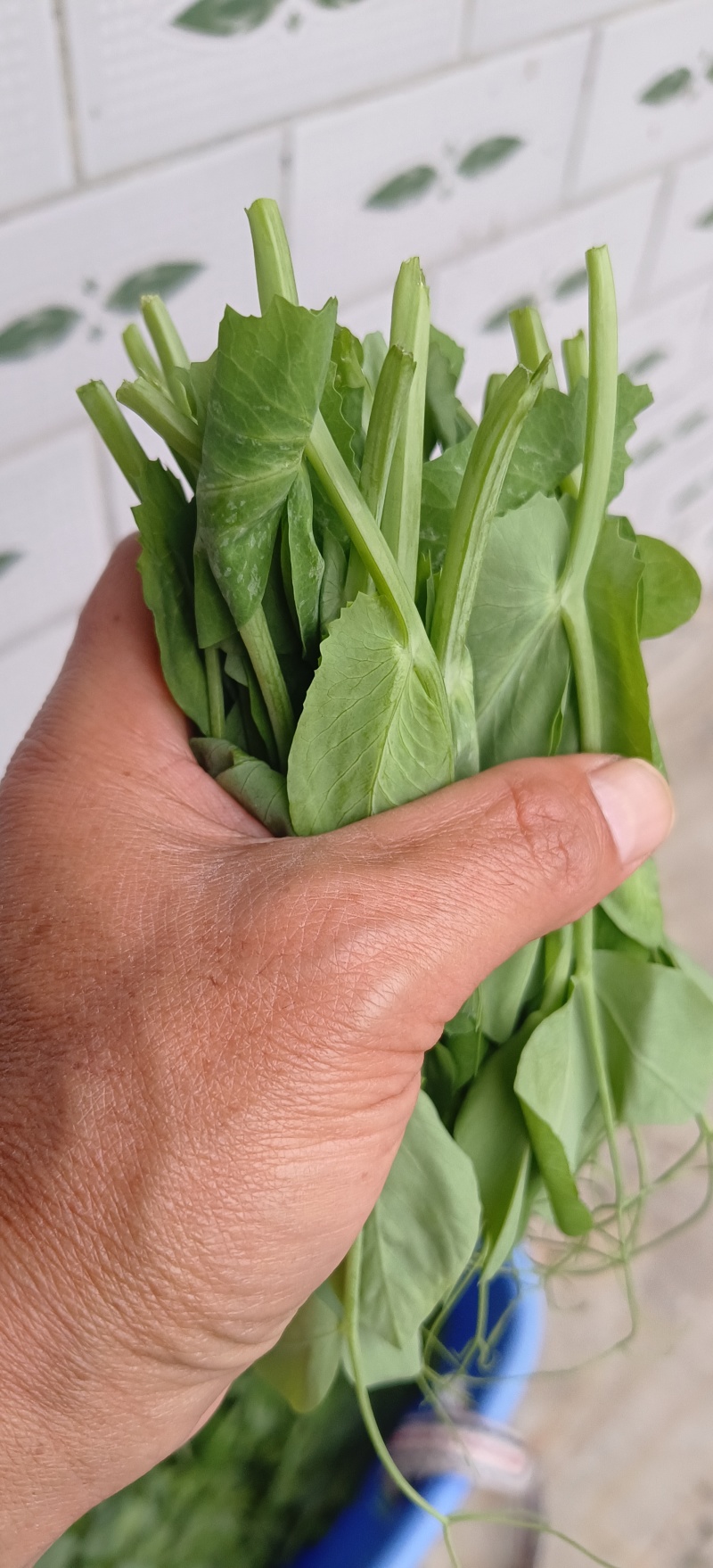 贵州高山露天种植豌豆苗，崭新上市大量供货诚信经营质量保证