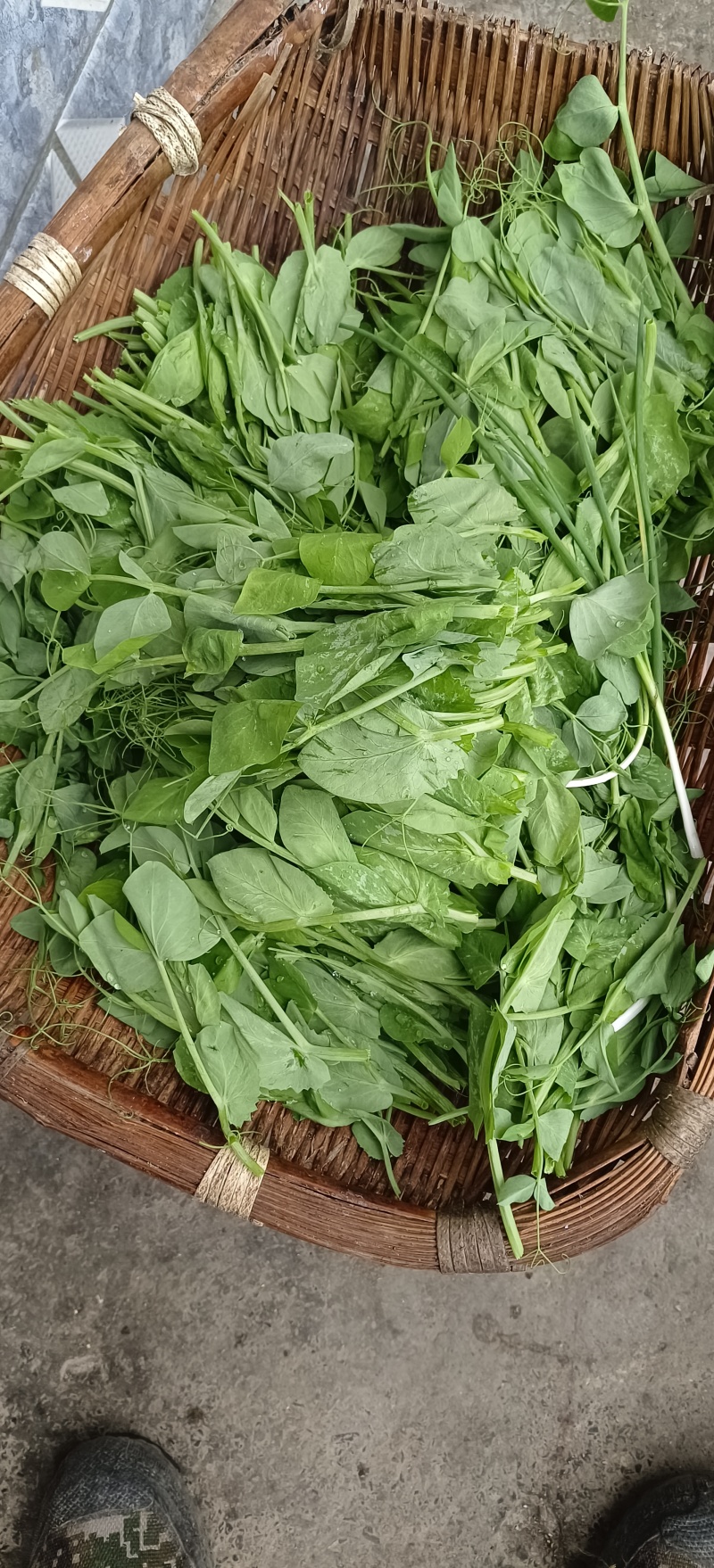 贵州高山露天种植豌豆苗，崭新上市大量供货诚信经营质量保证