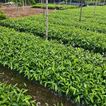 沉香树苗，杯苗，黄泥土杯苗，大批量上市