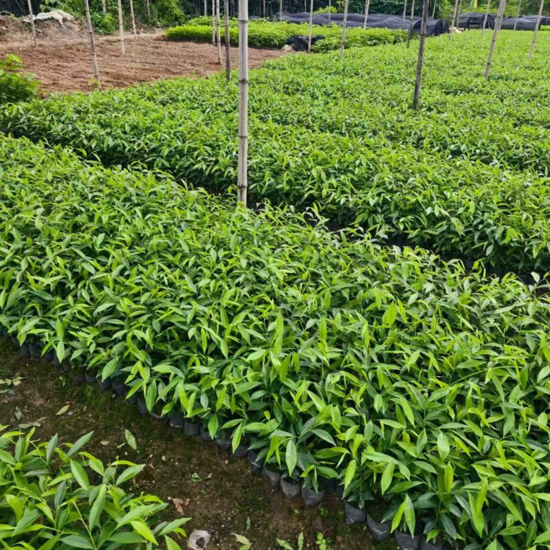 沉香树苗，杯苗，黄泥土杯苗，大批量上市