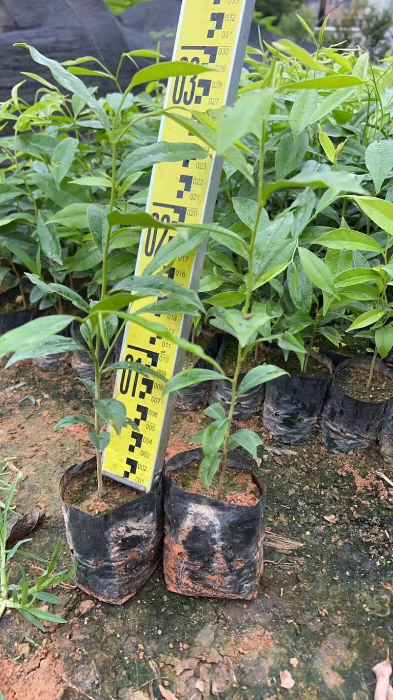 沉香树苗，杯苗，黄泥土杯苗，大批量上市