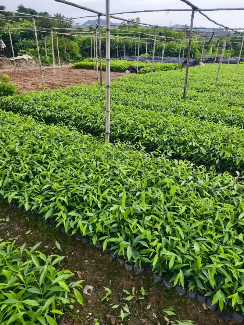 沉香树苗，杯苗，黄泥土杯苗，大批量上市