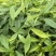 沉香树苗，杯苗，黄泥土杯苗，大批量上市