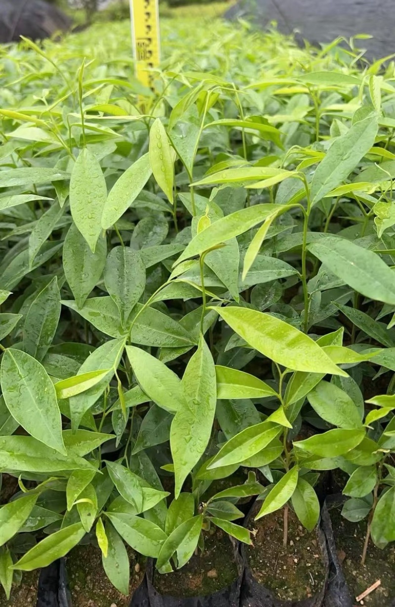 沉香树苗，杯苗，黄泥土杯苗，大批量上市
