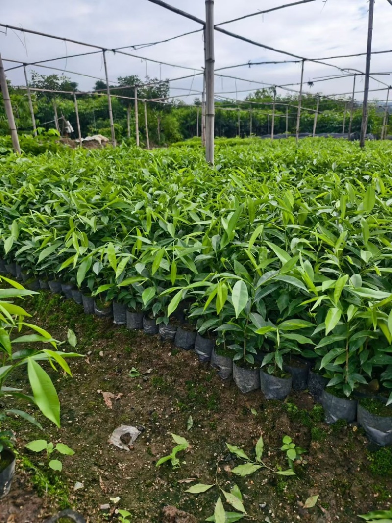 沉香树苗，杯苗，黄泥土杯苗，大批量上市