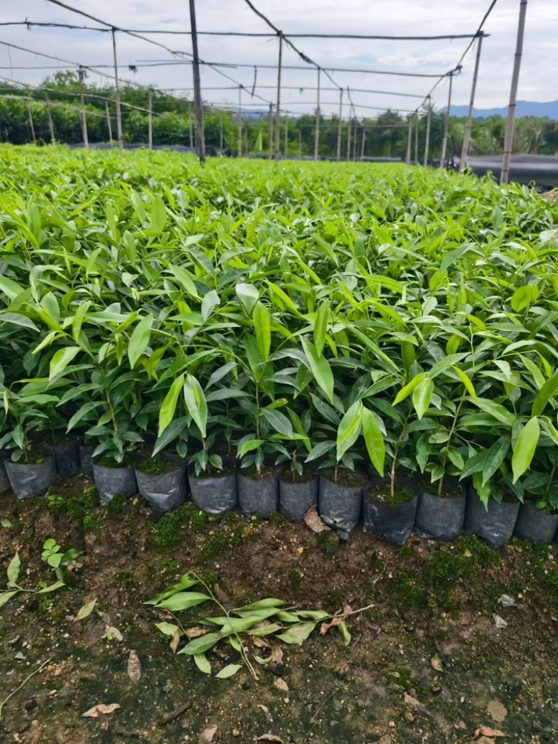 沉香树苗，杯苗，黄泥土杯苗，大批量上市
