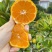 一手货源，产地直发湖南石门蜜桔大量上市