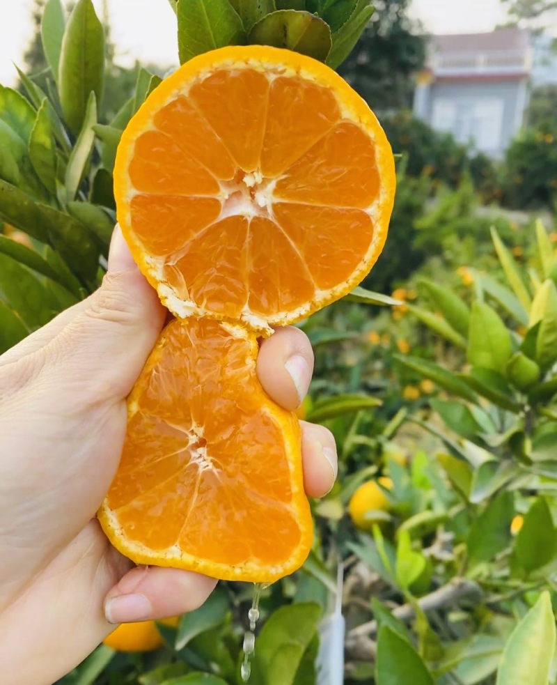 一手货源，产地直发湖南石门蜜桔大量上市