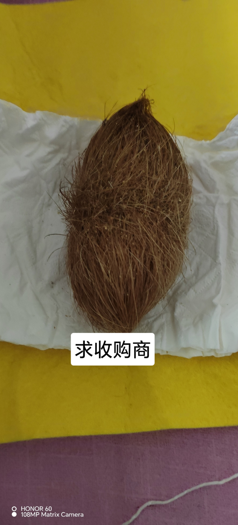 猪宝优质猪宝药用价值高可视频看货欢迎来电