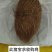 猪宝优质猪宝药用价值高可视频看货欢迎来电
