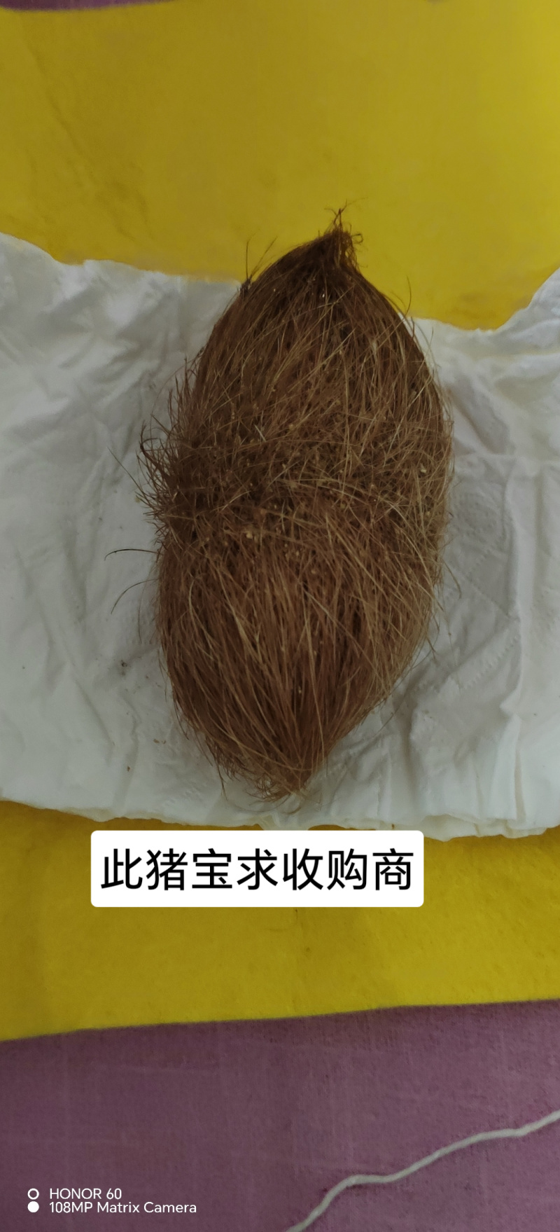 猪宝优质猪宝药用价值高可视频看货欢迎来电