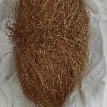 猪宝优质猪宝药用价值高可视频看货欢迎来电