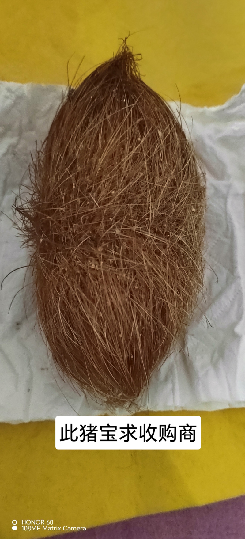 猪宝优质猪宝药用价值高可视频看货欢迎来电