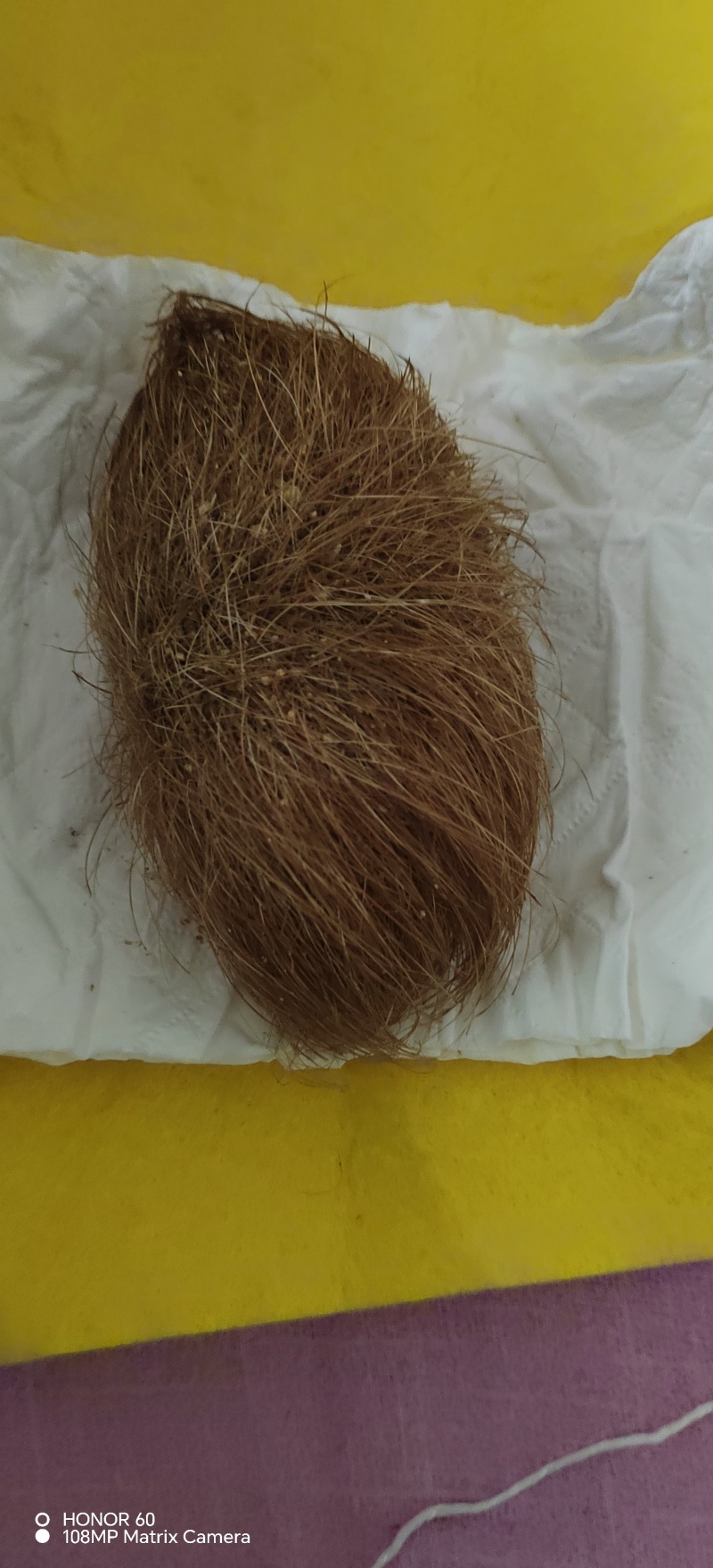 猪宝优质猪宝药用价值高可视频看货欢迎来电