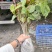 当年珙桐小苗中华鸽子树夏禹林基地直销鸽子花