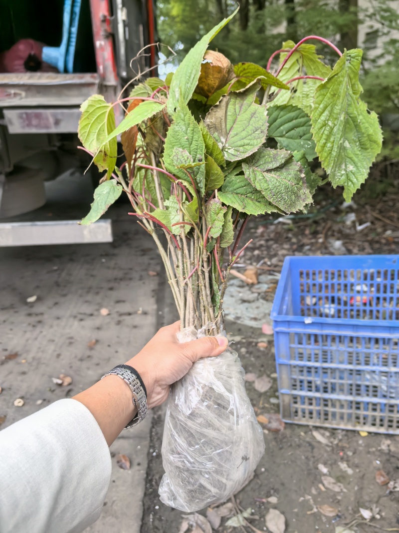 当年珙桐小苗中华鸽子树夏禹林基地直销鸽子花