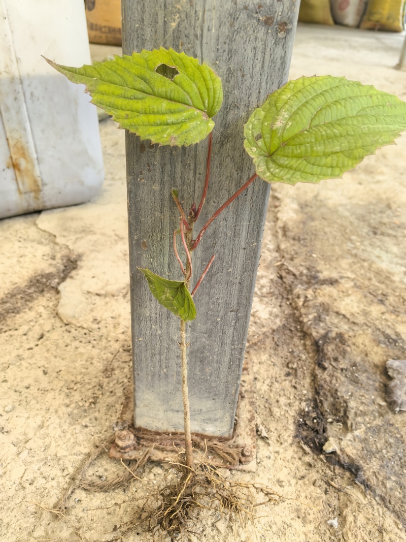 当年珙桐小苗中华鸽子树夏禹林基地直销鸽子花