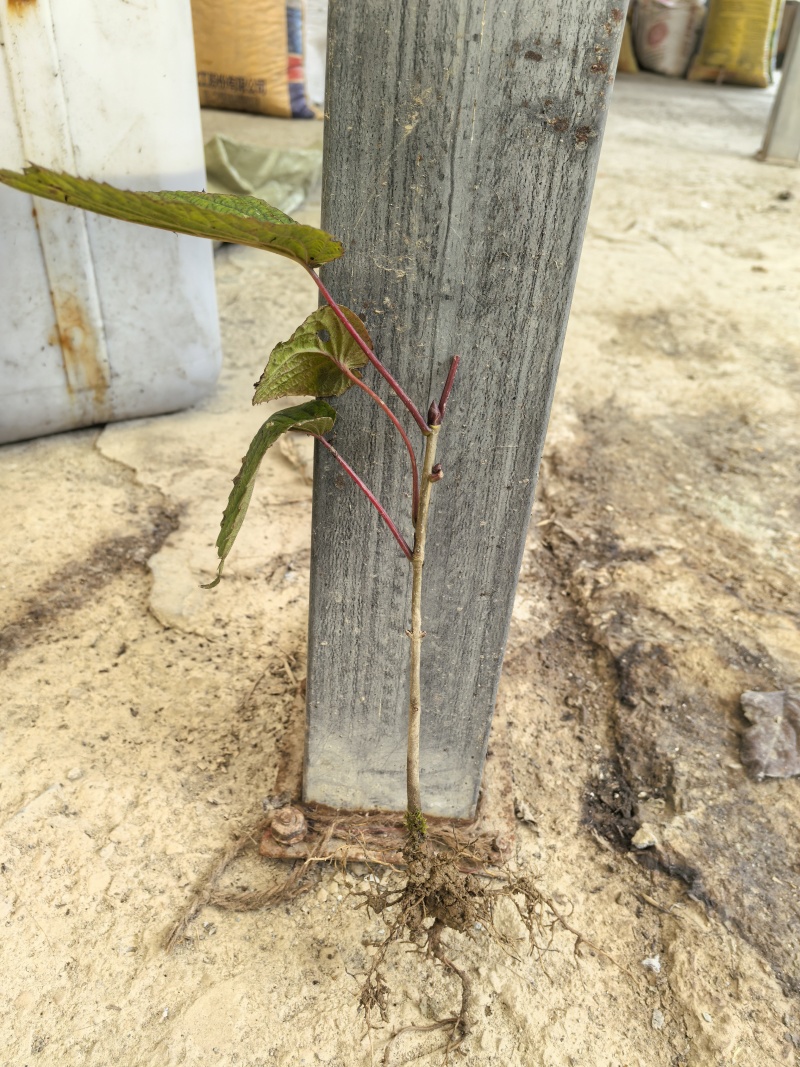 当年珙桐小苗中华鸽子树夏禹林基地直销鸽子花
