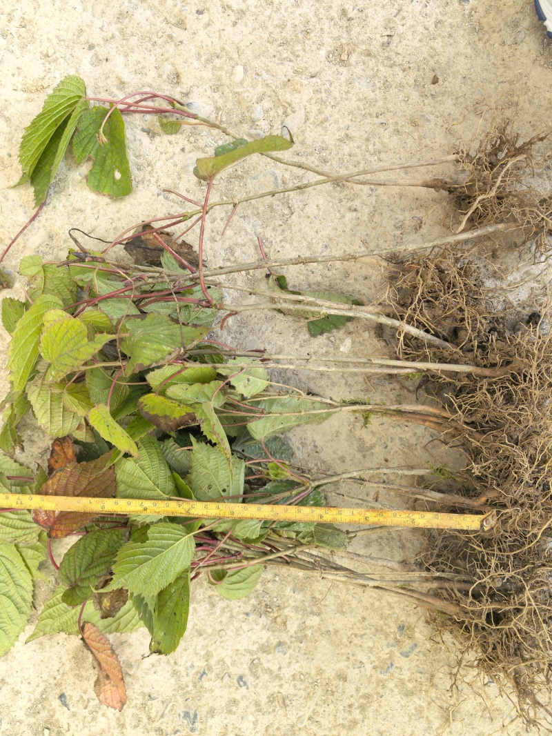当年珙桐小苗中华鸽子树夏禹林基地直销鸽子花